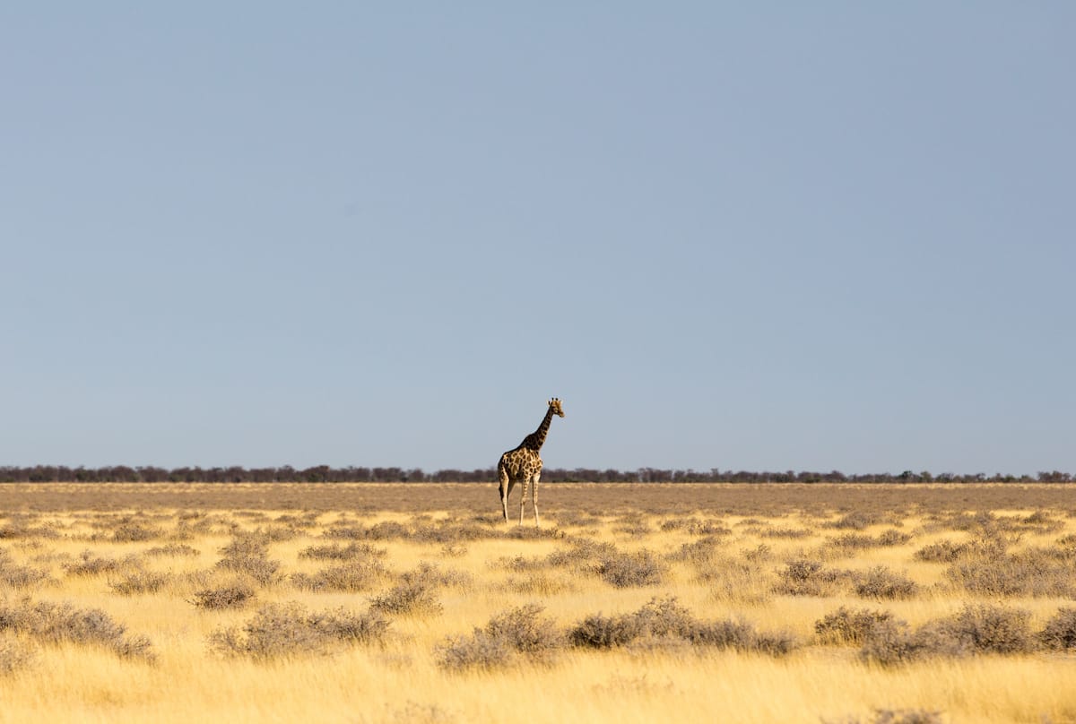 Greater Etosha