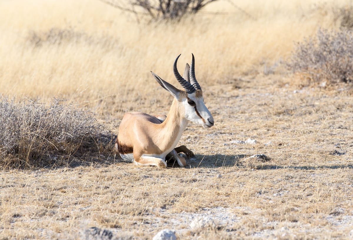 Greater Etosha