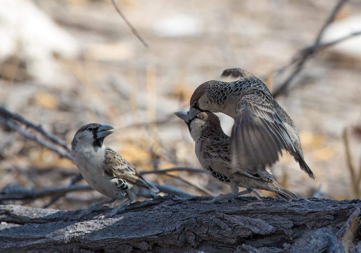 Greater Etosha