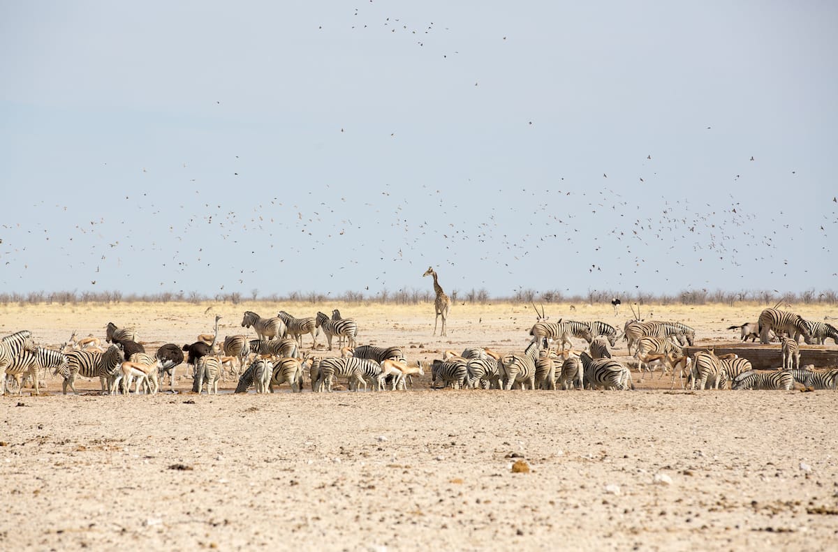 Greater Etosha