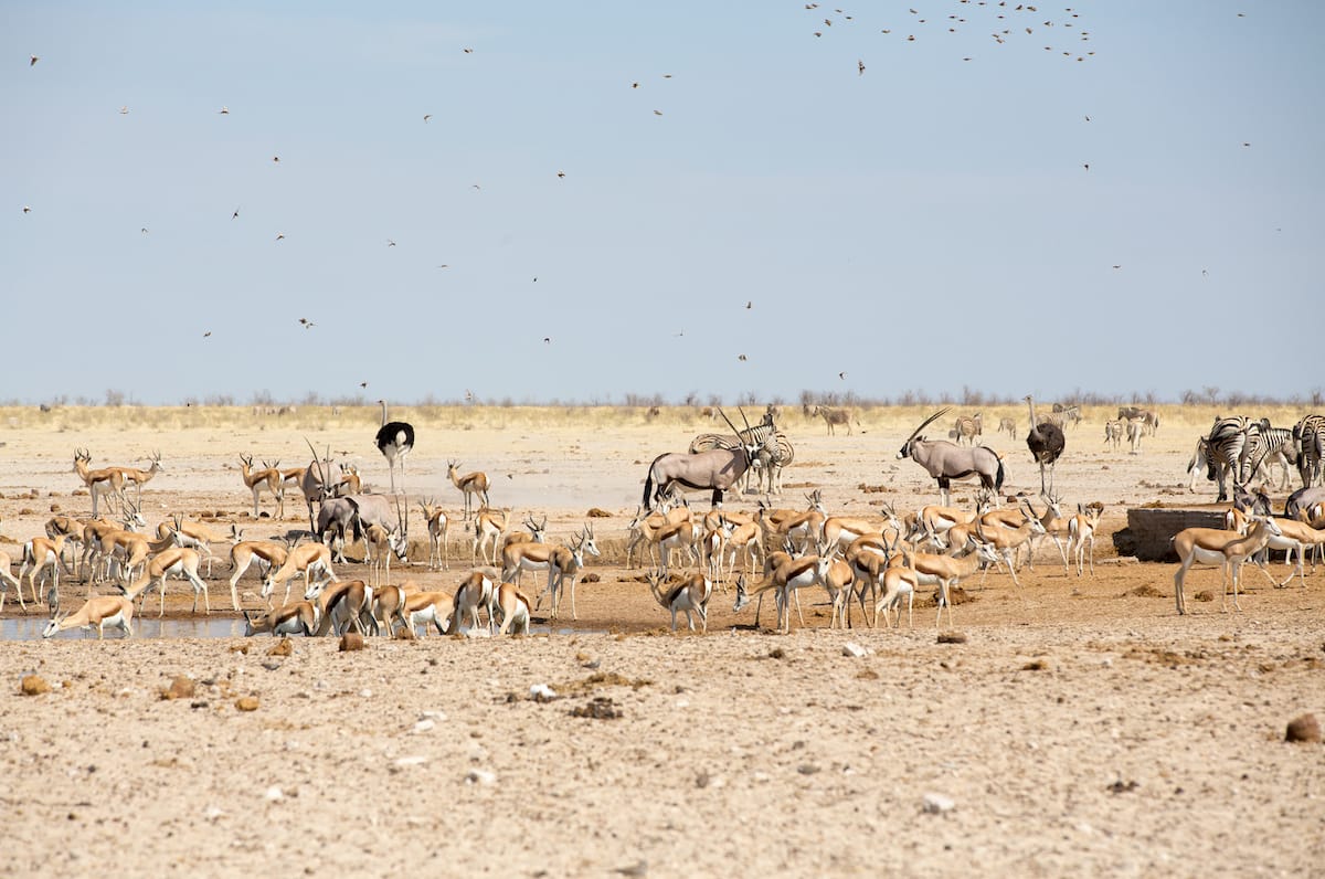 Greater Etosha