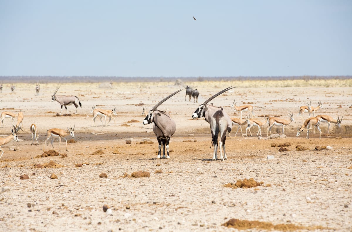 Greater Etosha