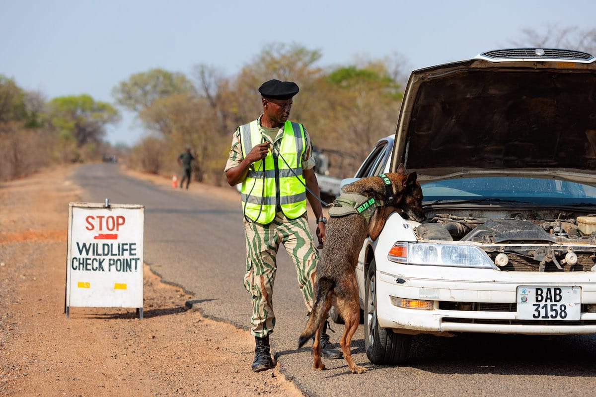 WHY ARE LEVIES CHARGED ON SAFARI?