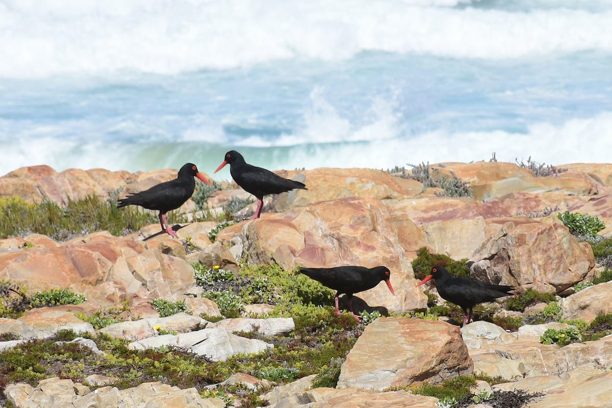 Garden Route
