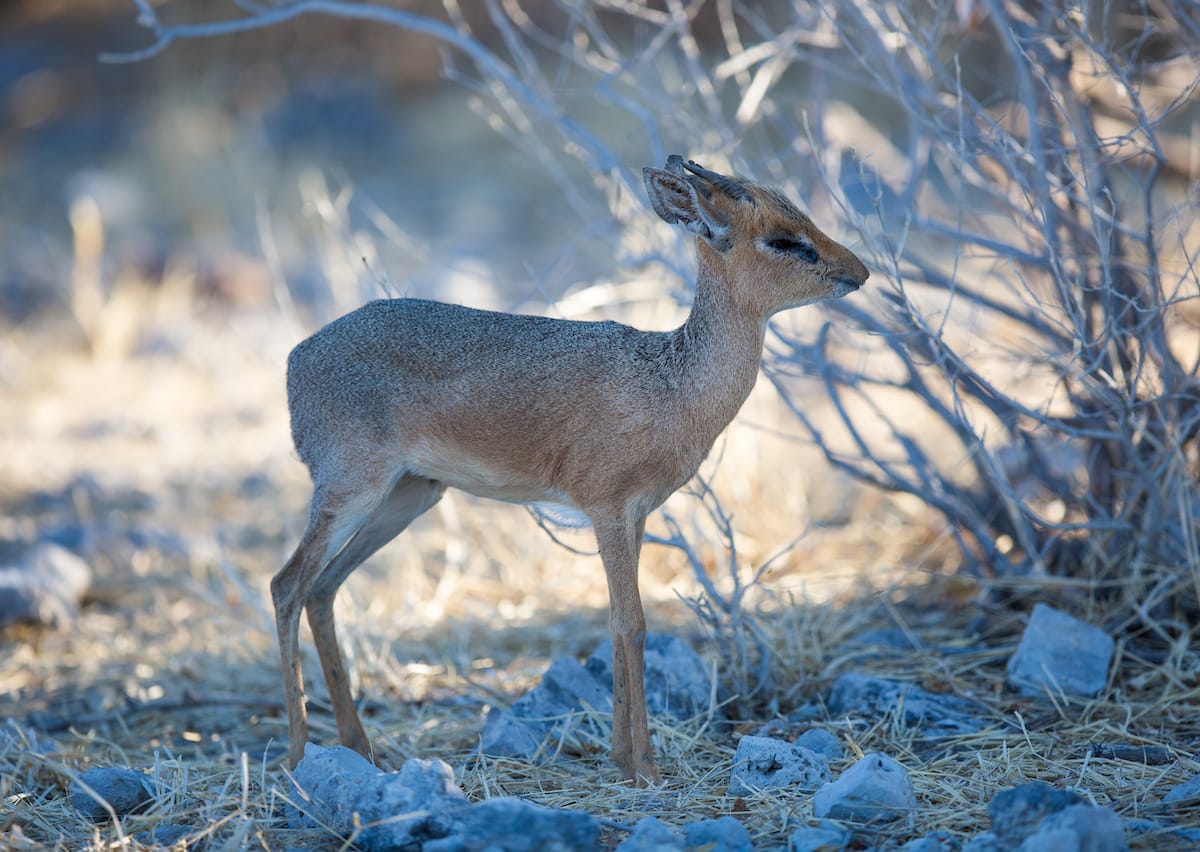 NAMIBIA