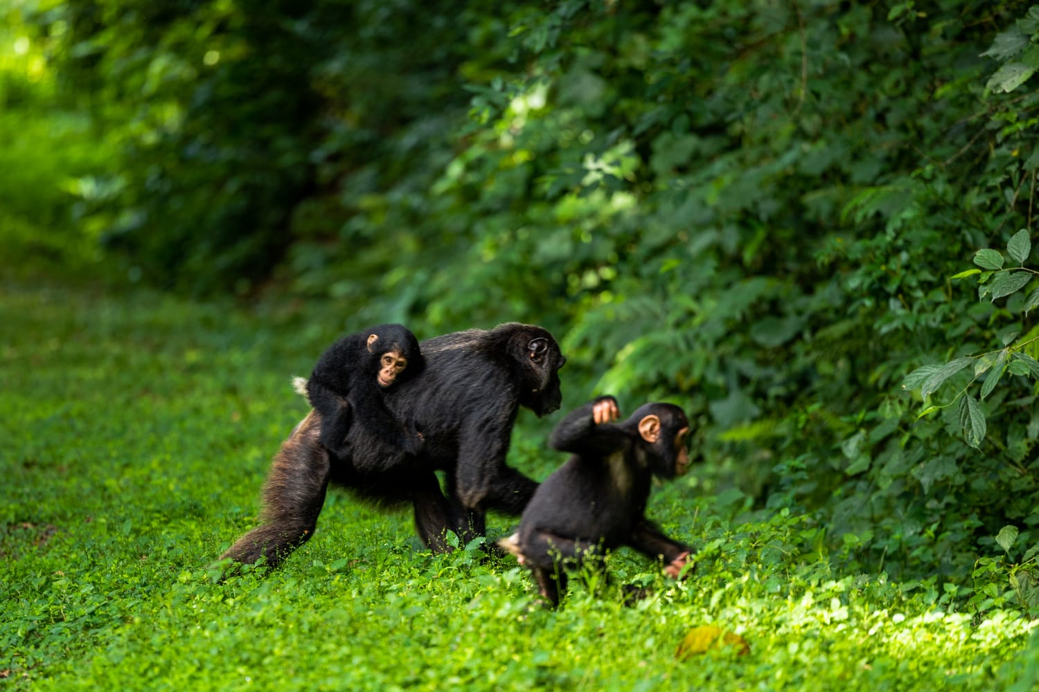 UGANDA