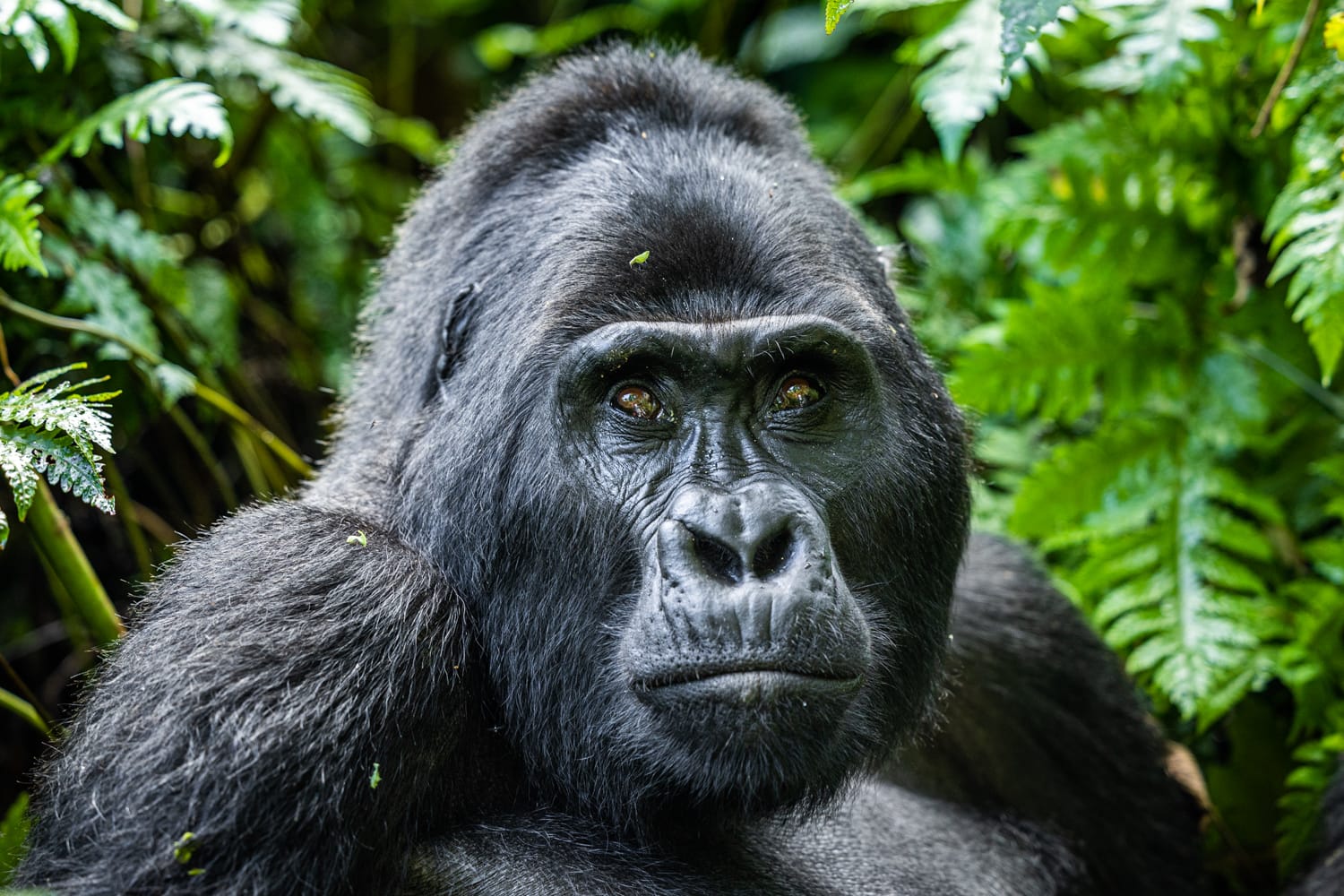 UGANDA