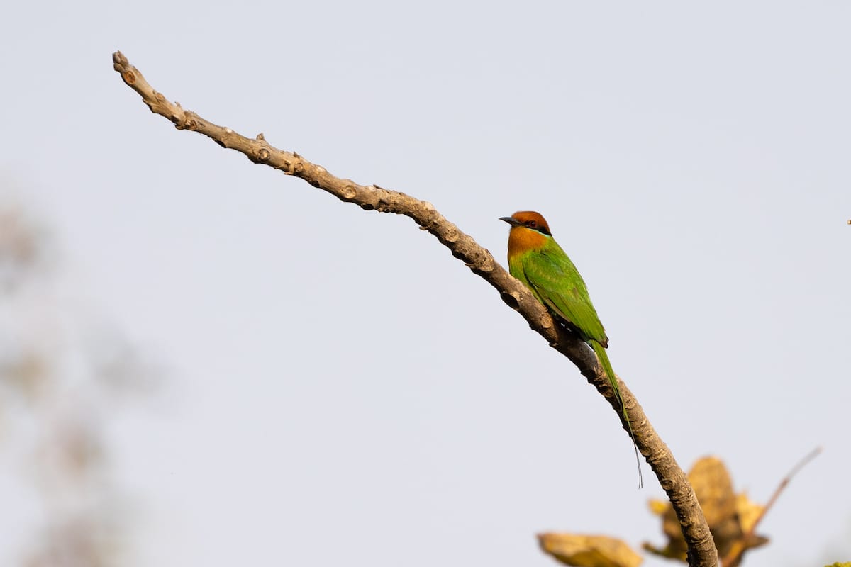 ZAMBIA