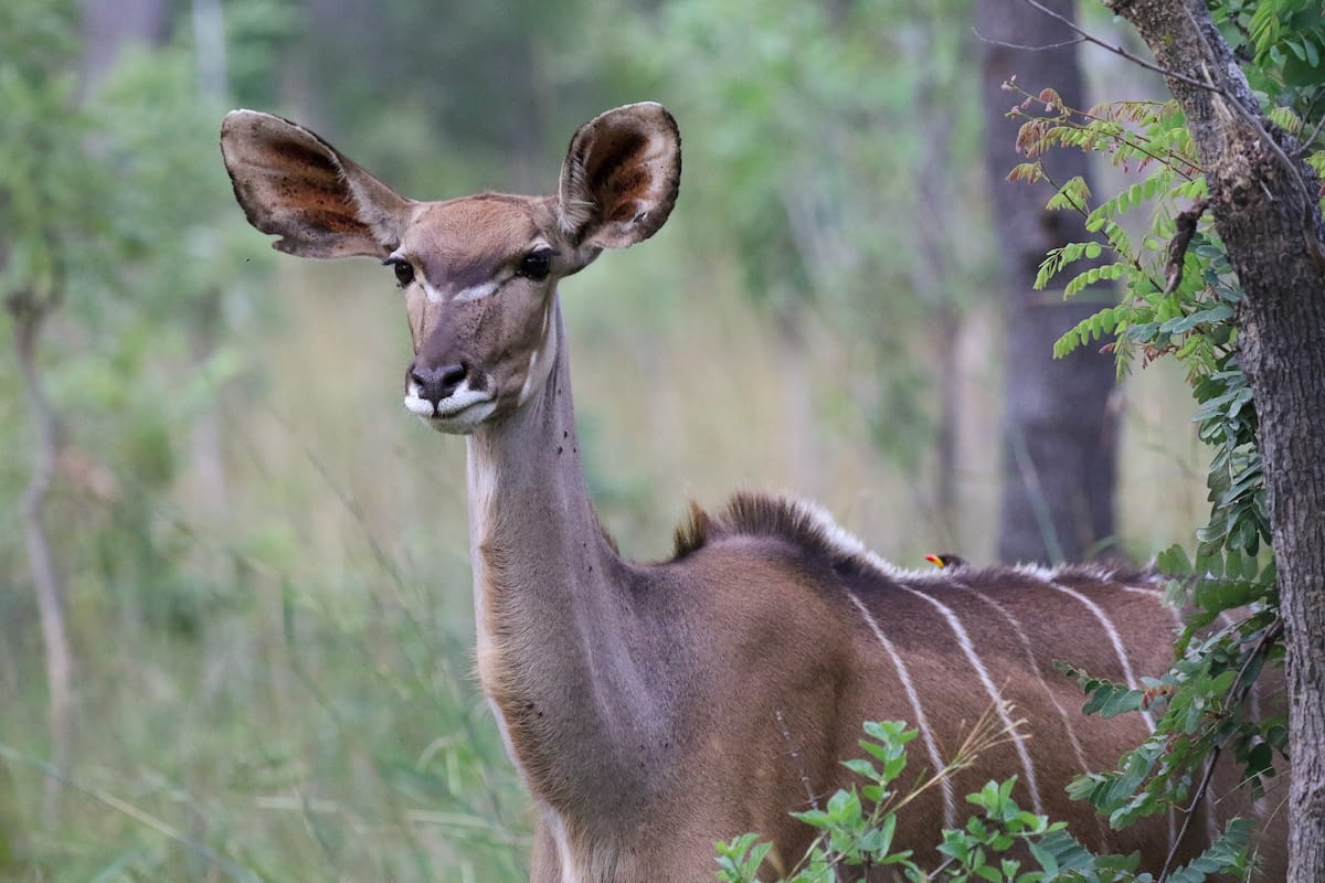 ZAMBIA