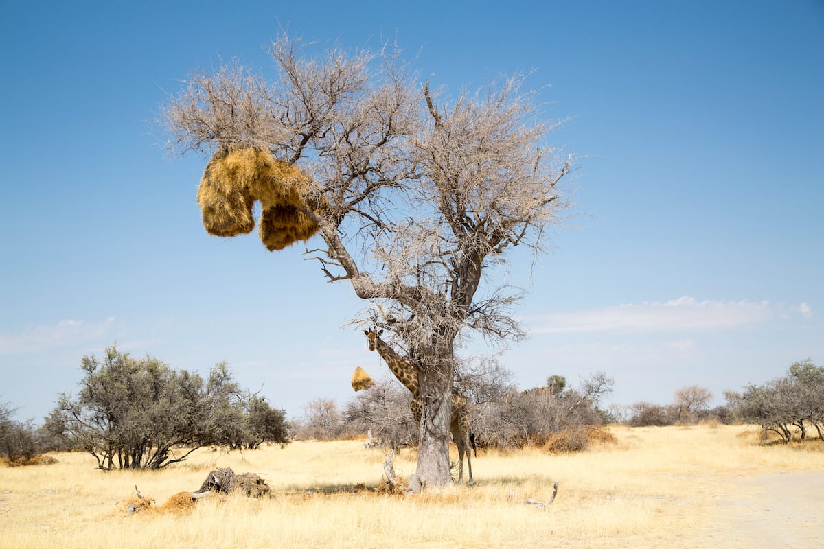 NAMIBIA