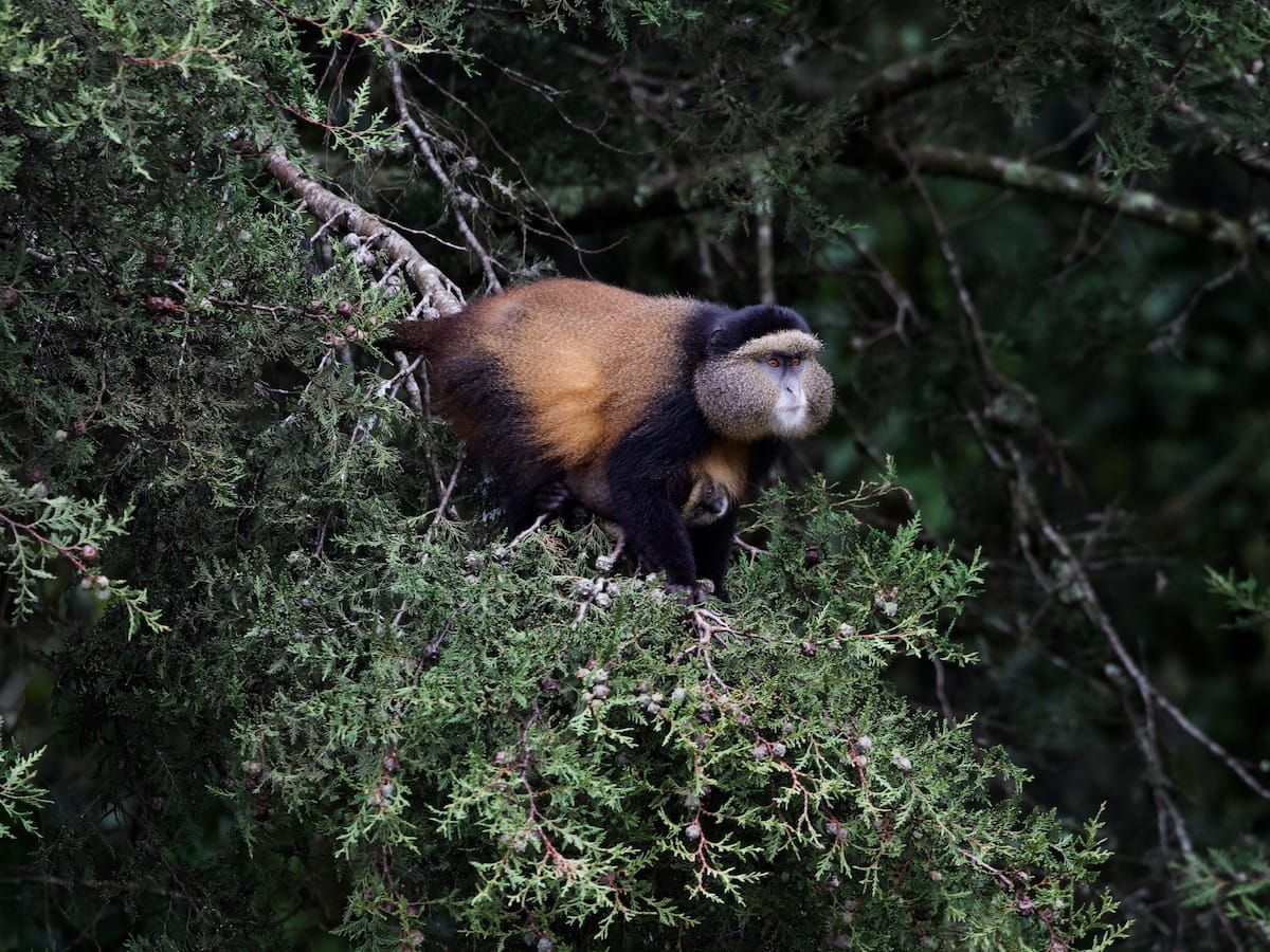 RWANDA