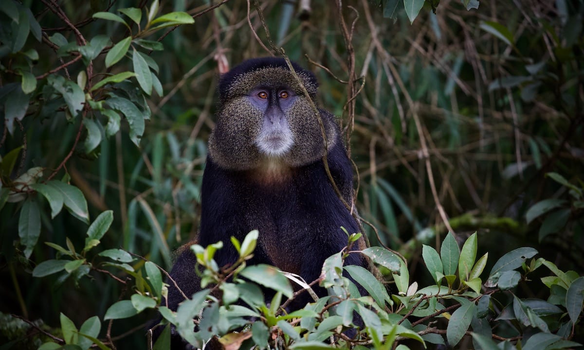 RWANDA