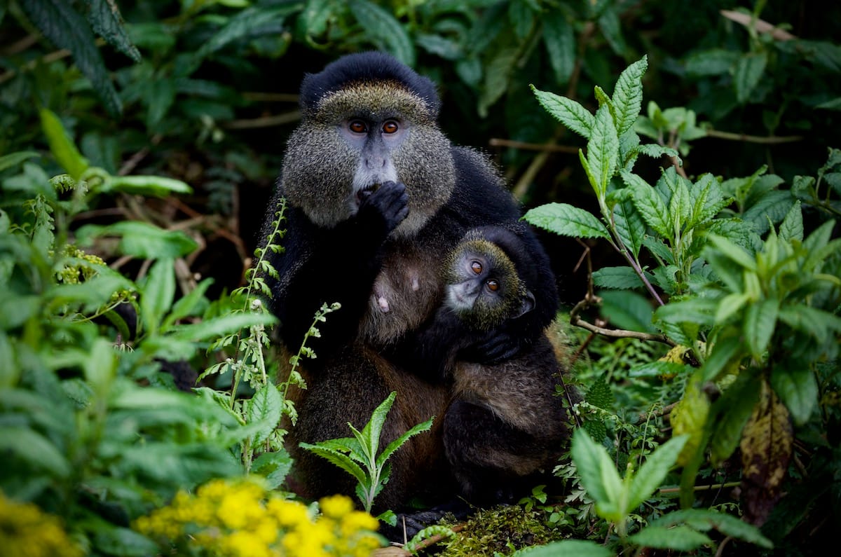 RWANDA