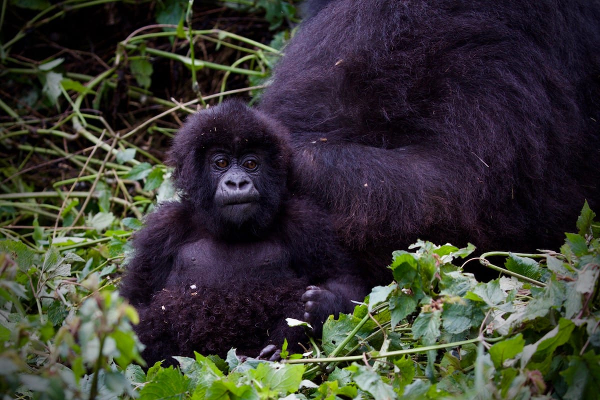 RWANDA