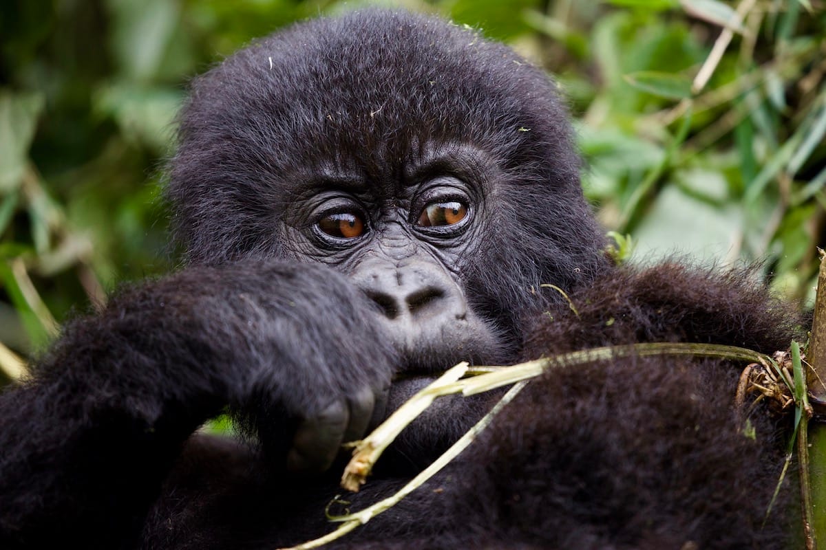 RWANDA
