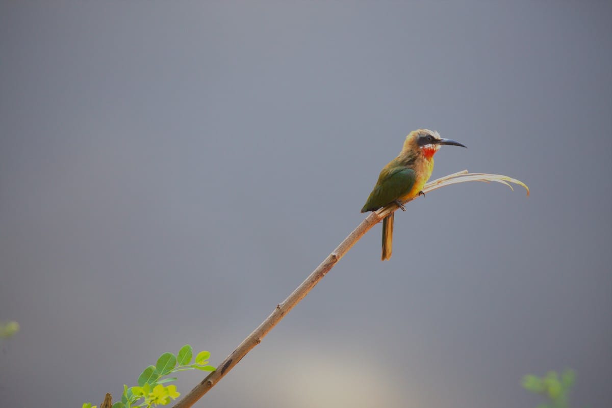 SOUTH AFRICA