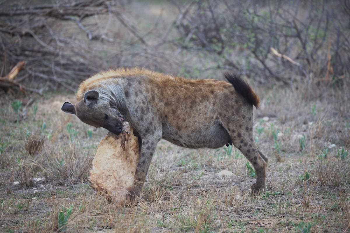 SOUTH AFRICA