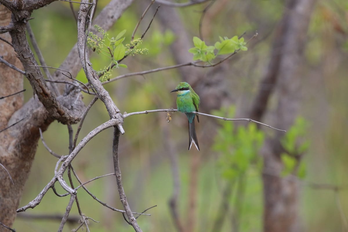 ZAMBIA