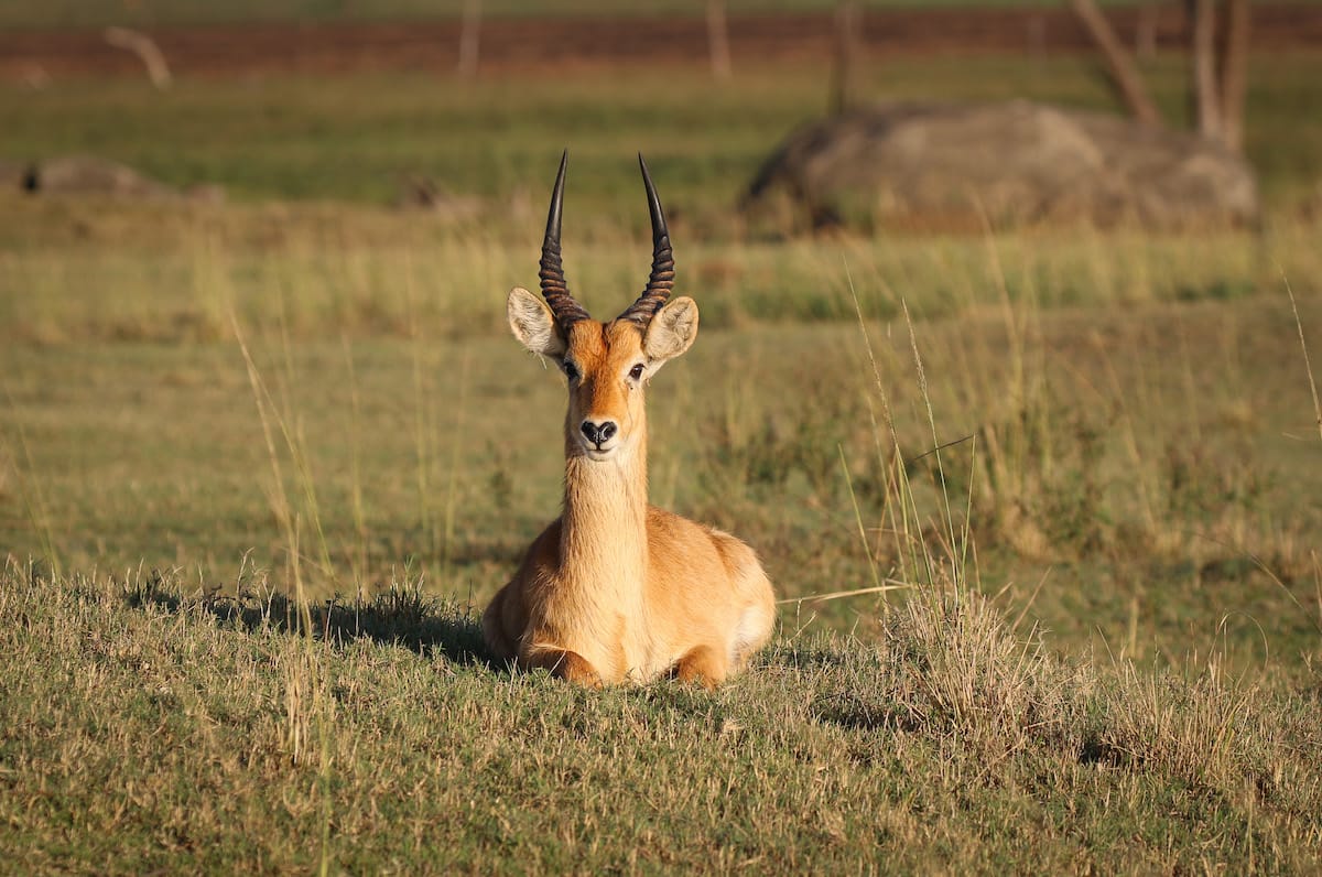 ZAMBIA