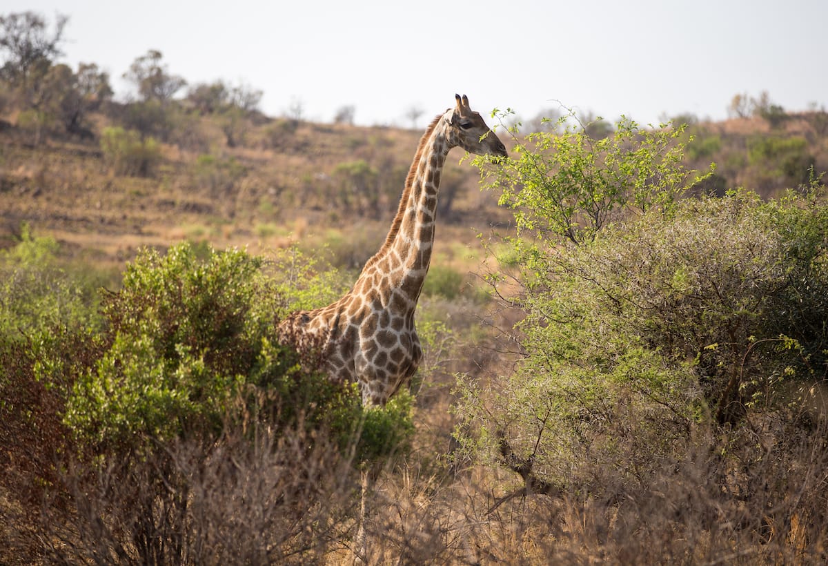 SOUTH AFRICA