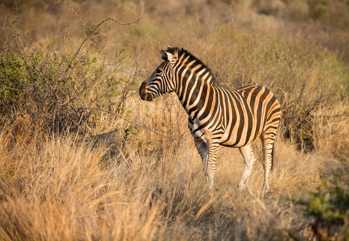 SOUTH AFRICA