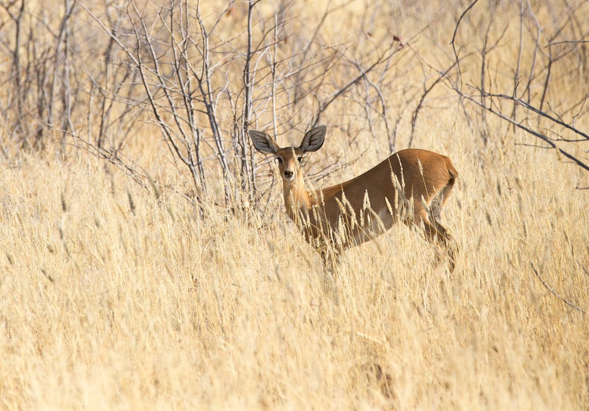 NAMIBIA