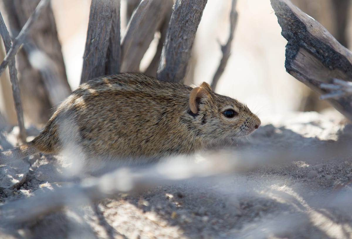 NAMIBIA