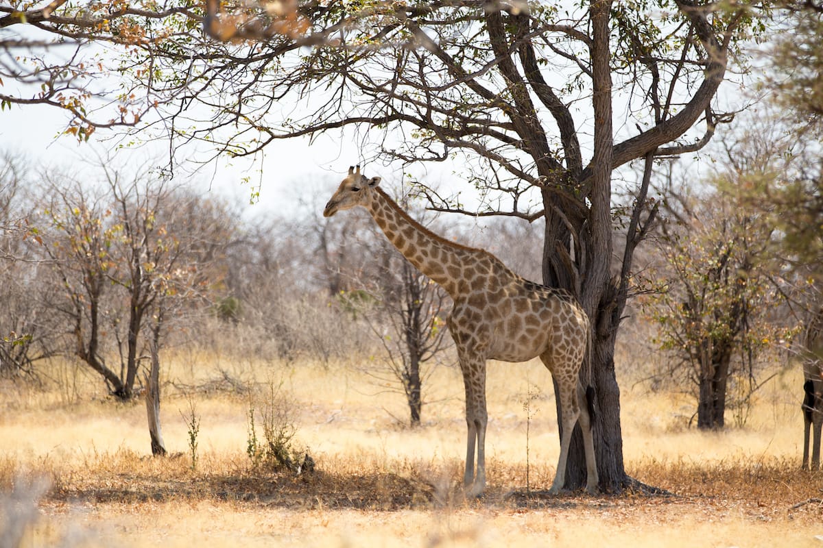 NAMIBIA