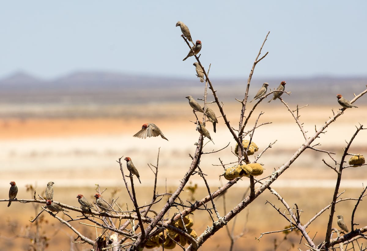 NAMIBIA