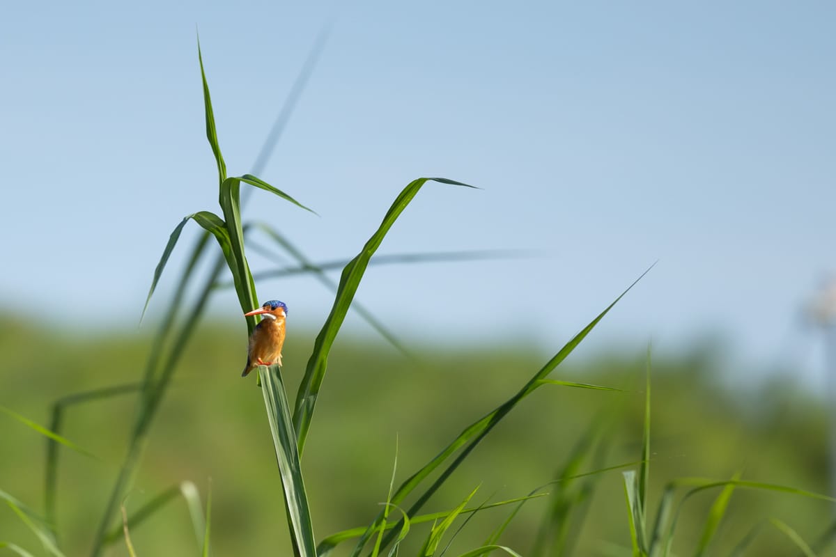 UGANDA