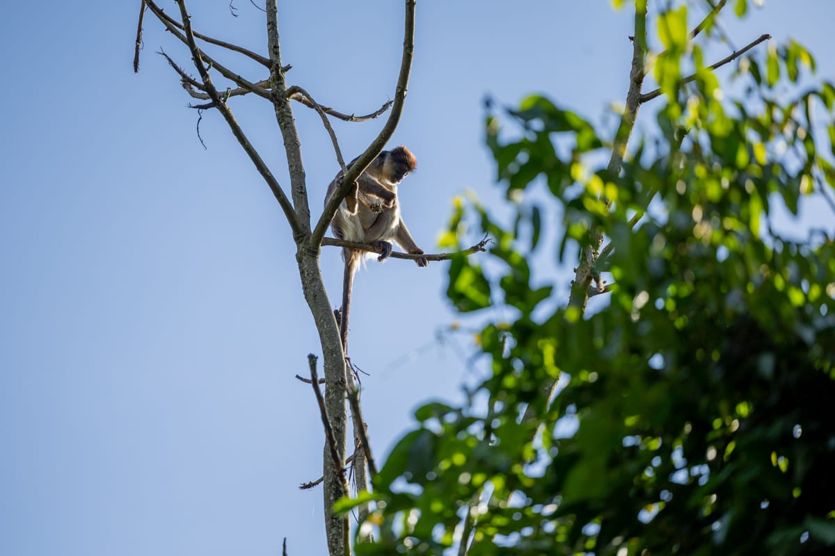 UGANDA