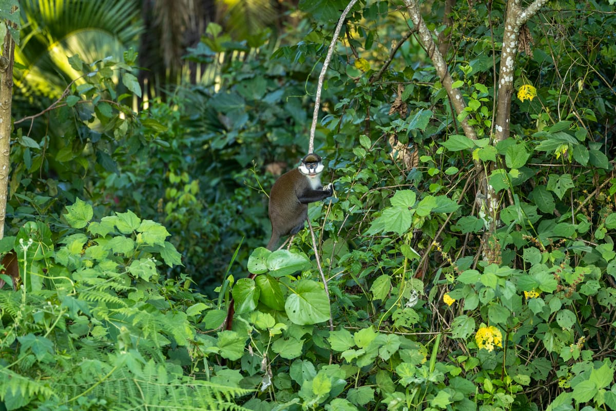 UGANDA
