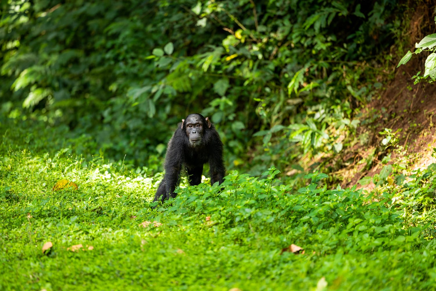 UGANDA