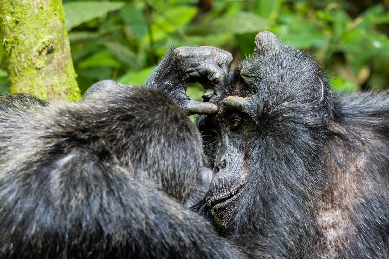 UGANDA