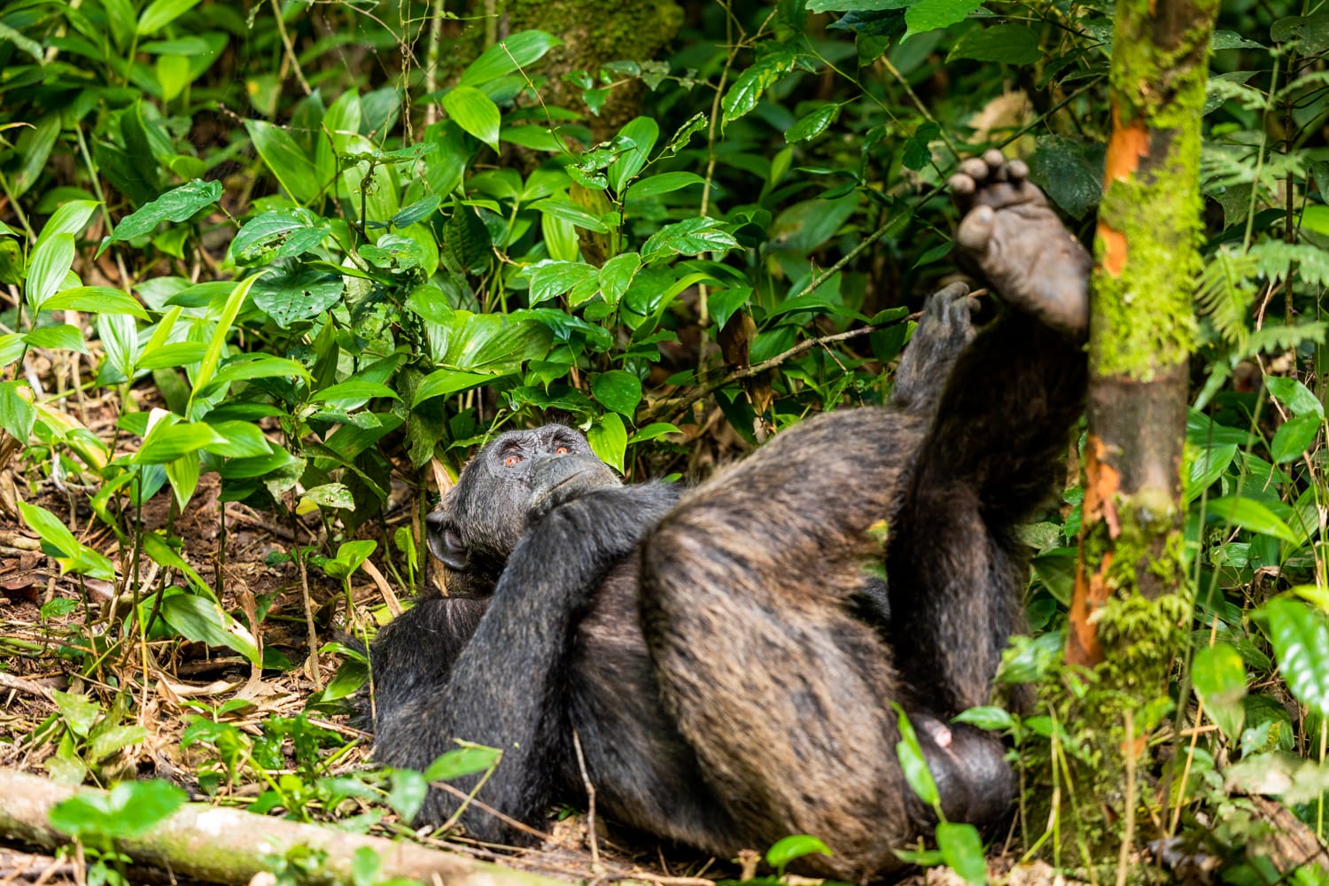 UGANDA
