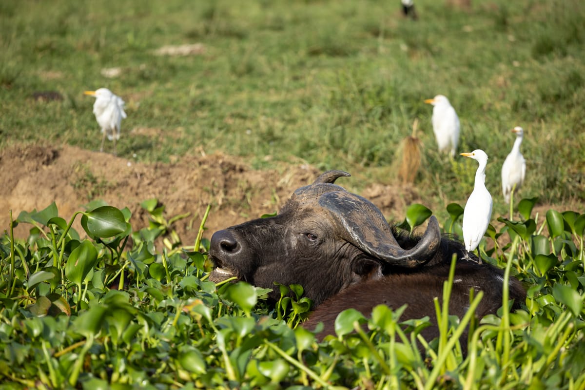 UGANDA