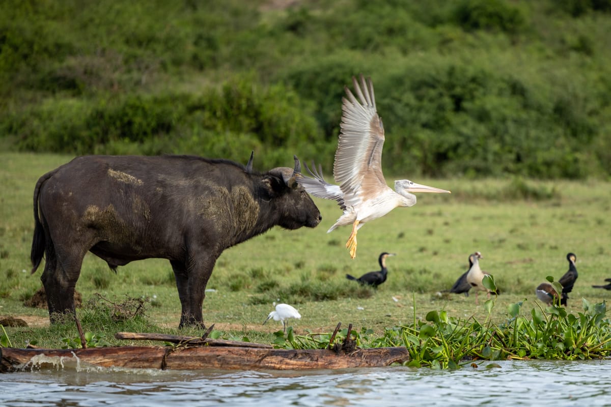UGANDA