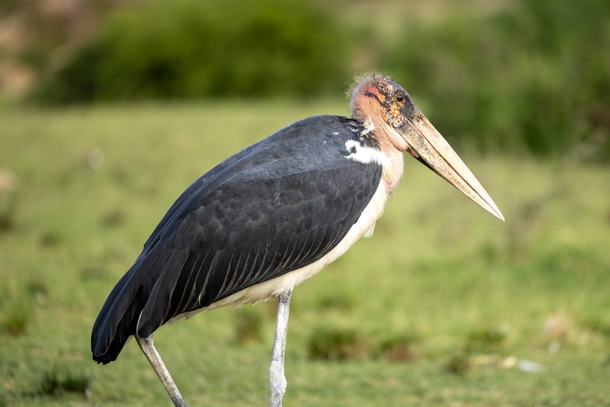 UGANDA