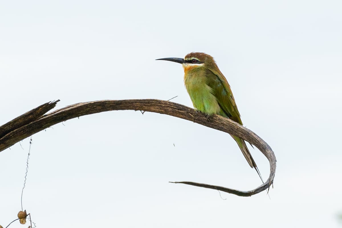 UGANDA