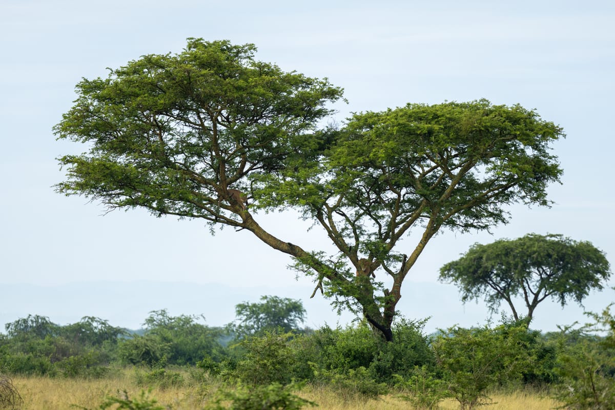 UGANDA
