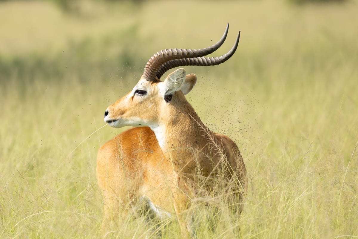 UGANDA