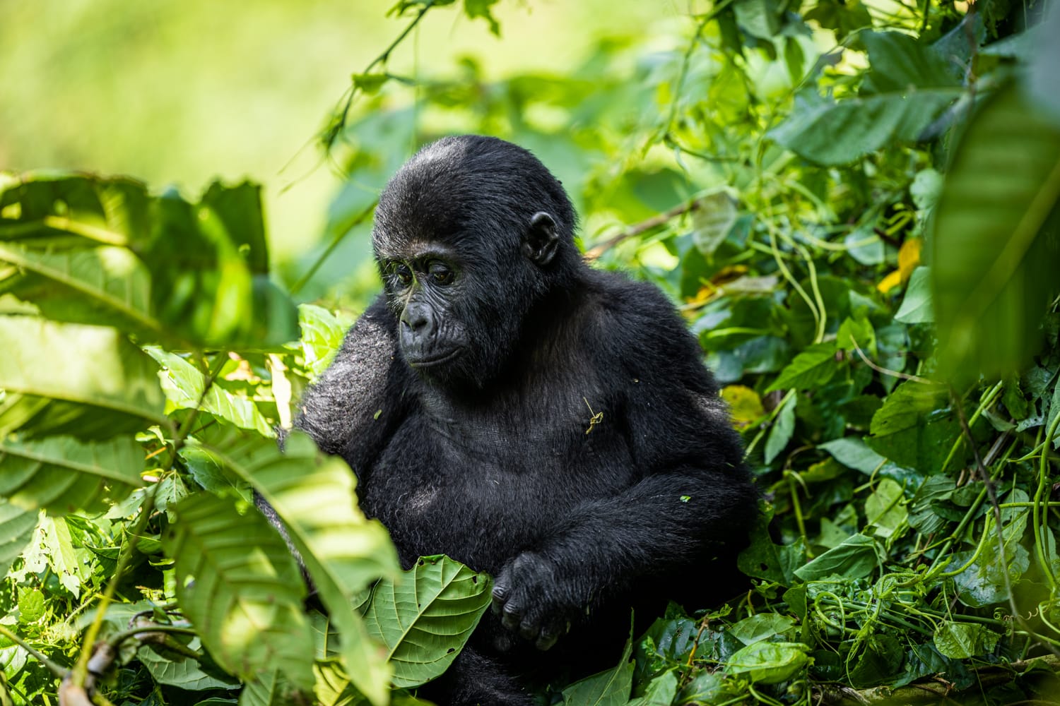 UGANDA