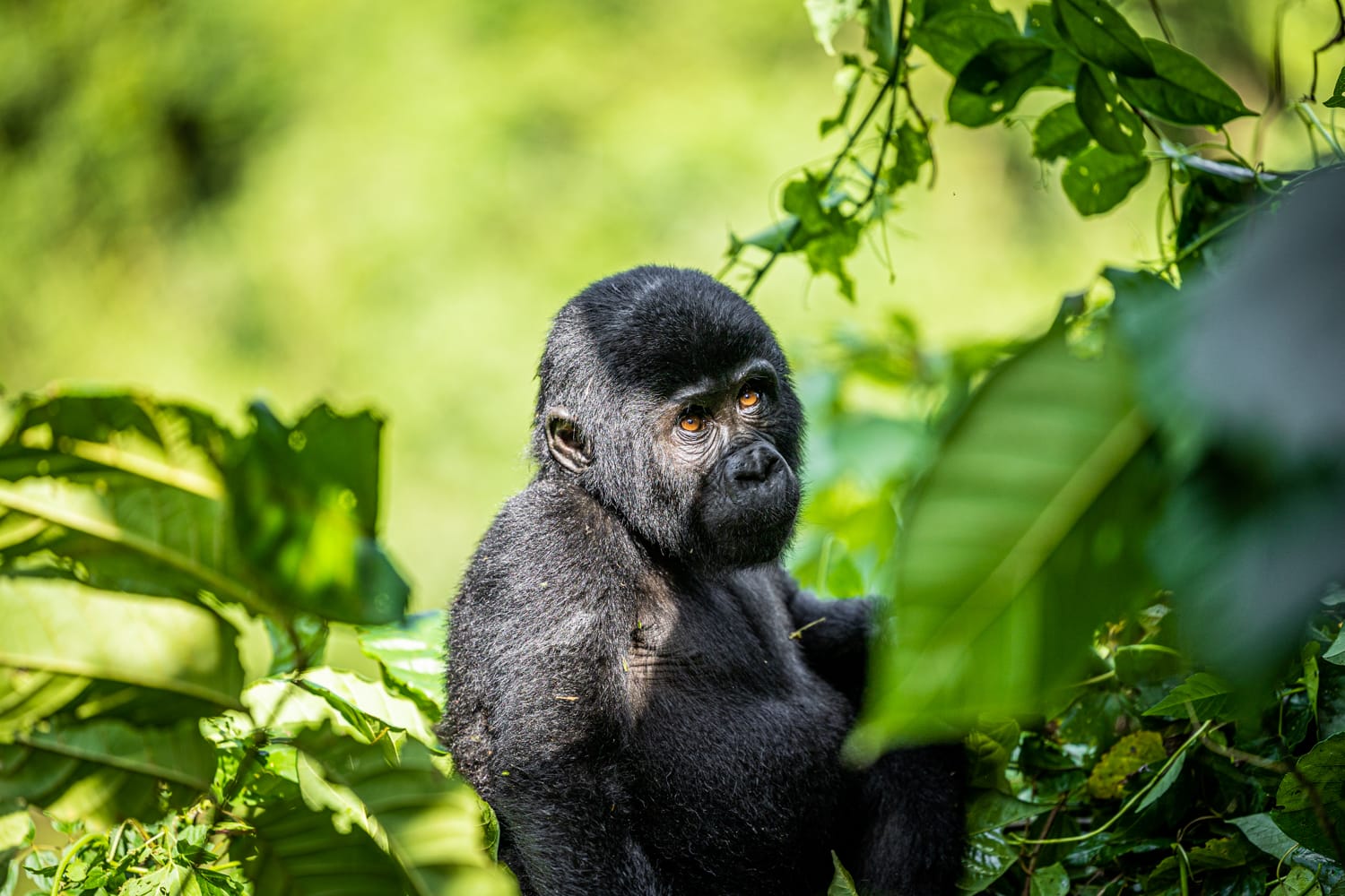 UGANDA