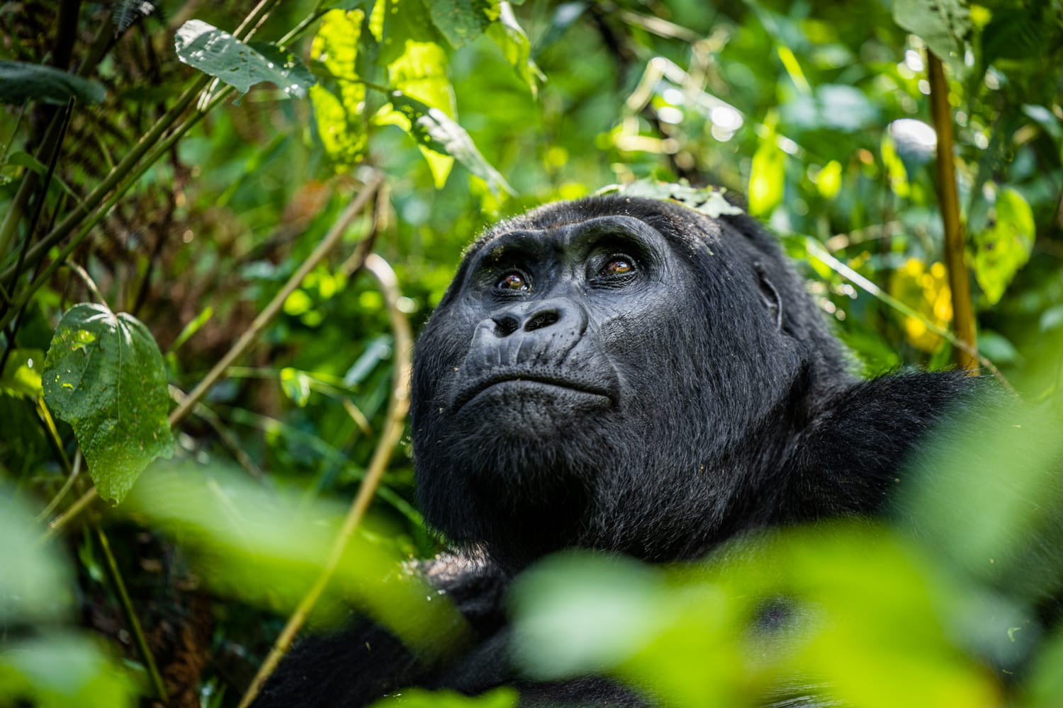 UGANDA