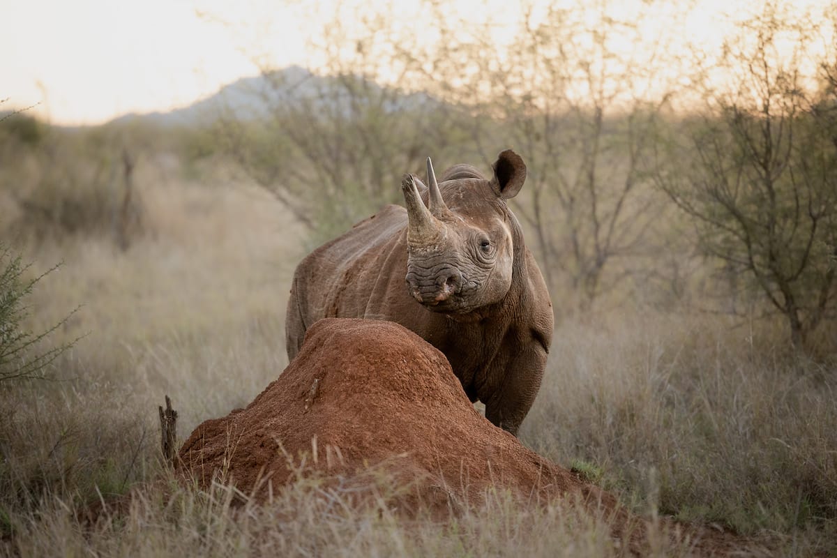 SOUTH AFRICA