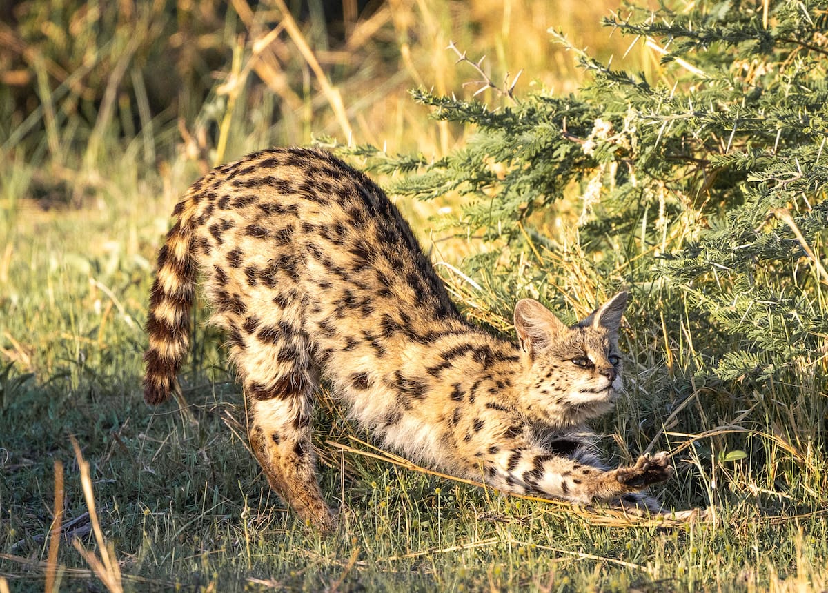 BOTSWANA