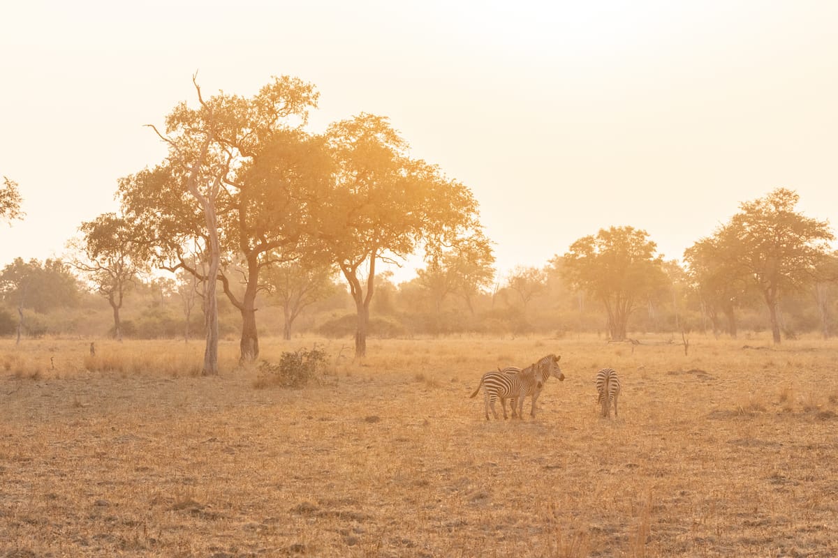 ZAMBIA