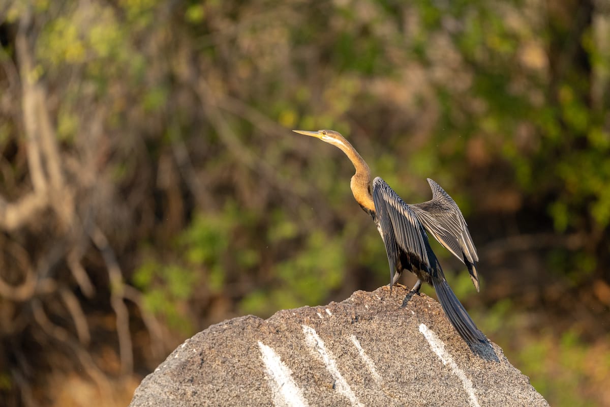 ZAMBIA
