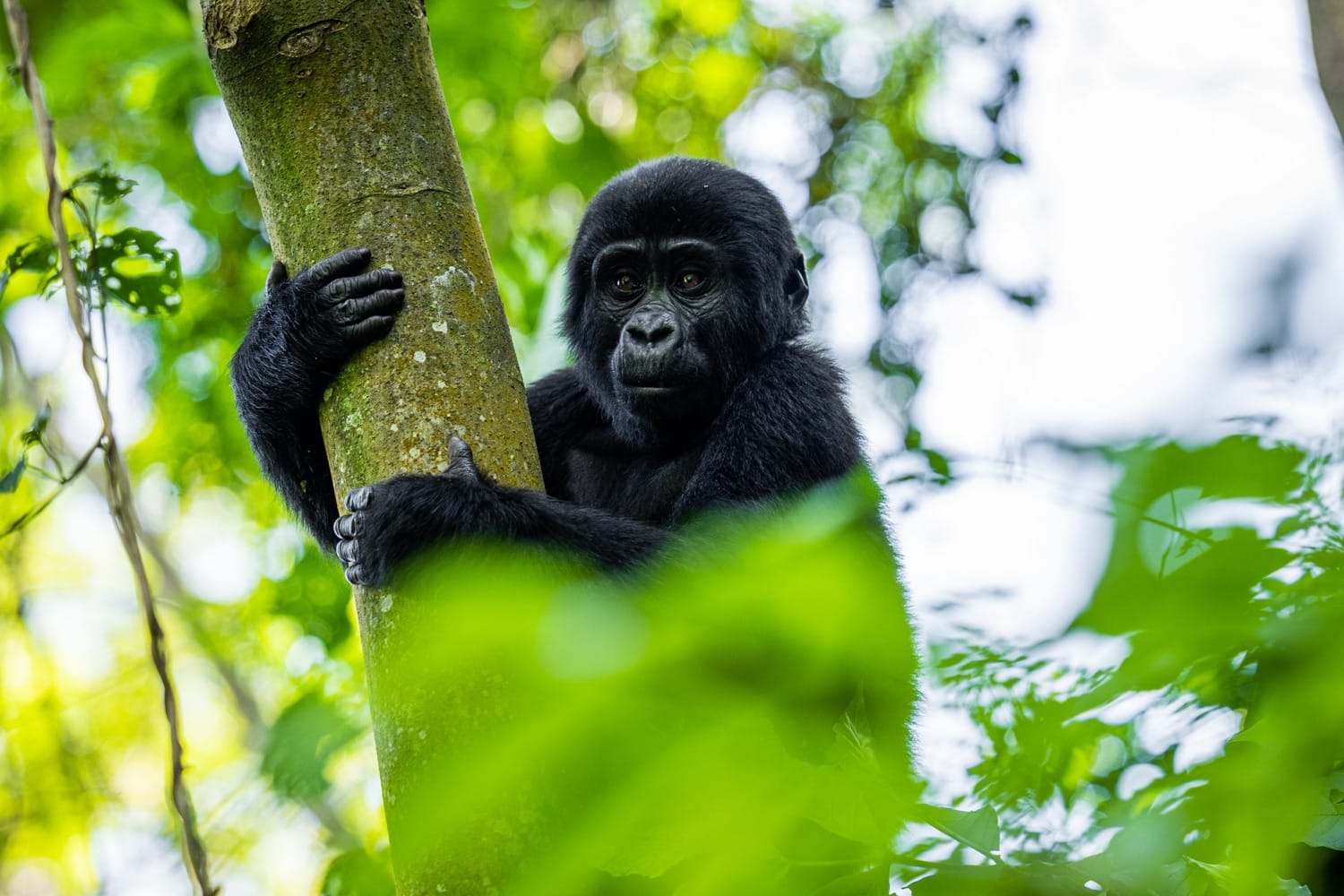 UGANDA