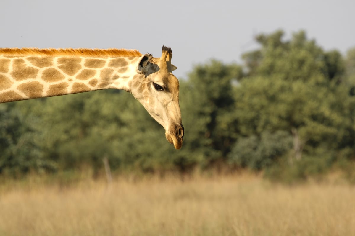 BOTSWANA